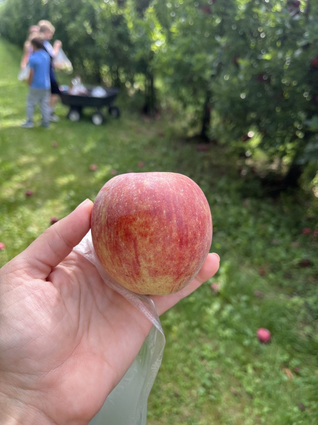 A freshly picked red apple at Tuken's Orchard in West Alexandria, Ohio.